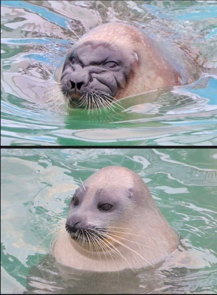A seal that was scuncht about it, but fine now