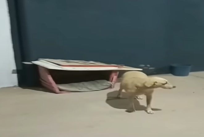 A scared dawg that wants to go back in its dawg house